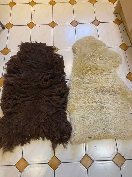 Photo of free Pair of Sheepskin rugs - 22 » x 38 « . (Woodstock OX20) #1