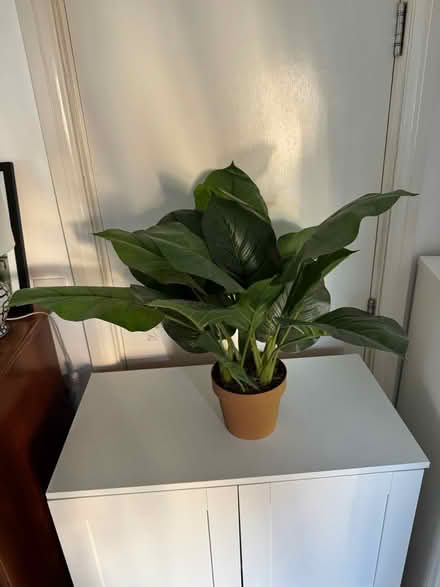 Photo of free Fake plant (Angel N1) #3