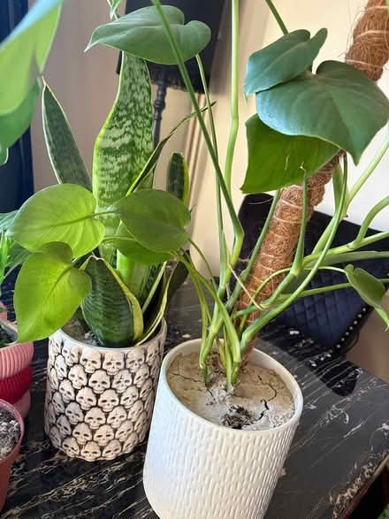 Photo of free House plants (Belper DE56) #3