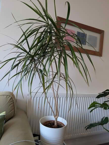 Photo of free Gragon tree (North Wembley) #1