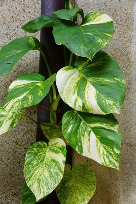 Photo of free Pothos Plant Cuttings to Propagate (Ann Arbor, West side) #1