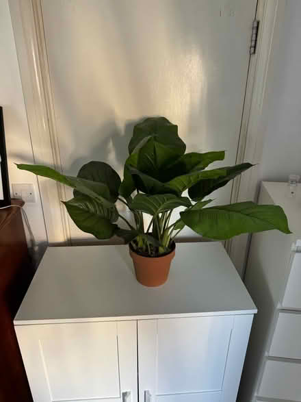 Photo of free Fake plant (Angel N1) #2