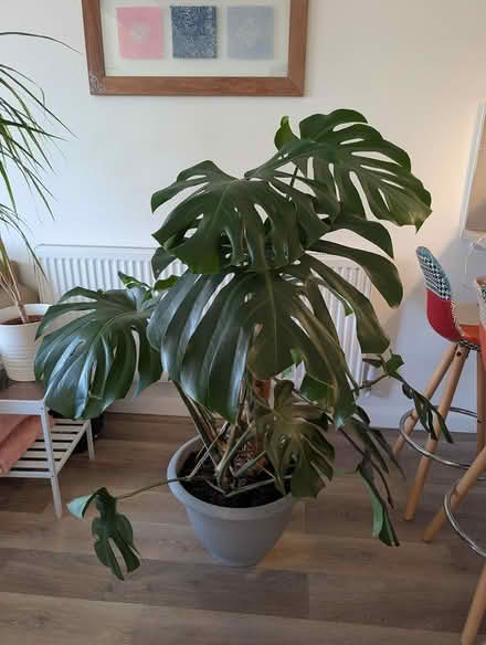 Photo of free Monstera deliciosa (North Wembley) #2