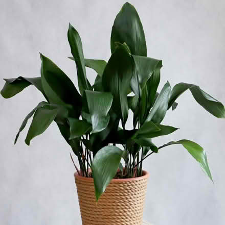 Photo of Indoor plants (Gungahlin ACT) #2