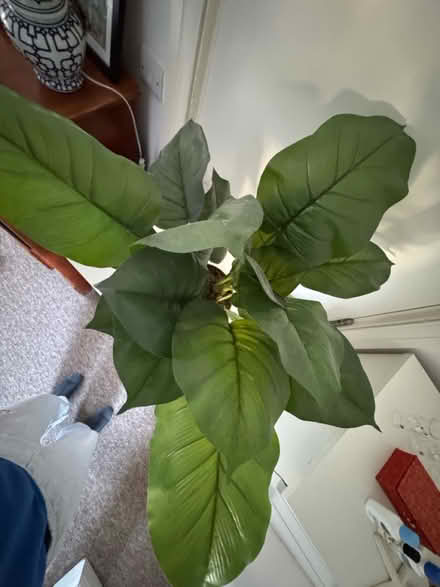Photo of free Fake plant (Angel N1) #4