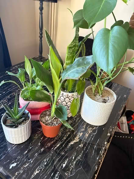 Photo of free House plants (Belper DE56) #1