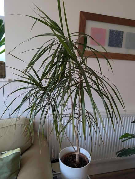 Photo of free Gragon tree (North Wembley) #2