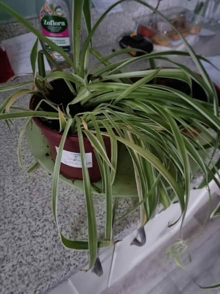 Photo of free Spider plants (Sale M33) #1