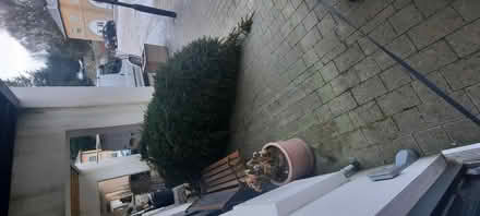 Photo of free Christmas tree (Blaydon) #2