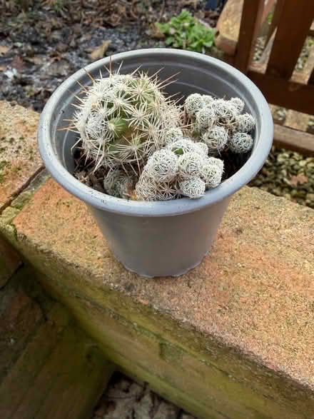Photo of free Cacti (Westbury Wilts BA13) #1