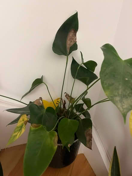 Photo of free Couple of plants that needs some TLC (Collier Row RM5) #1