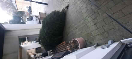 Photo of free Christmas tree (Blaydon) #1