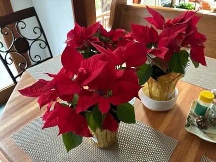 Photo of free Poinsettias 4 in good condition (Severna Park) #1