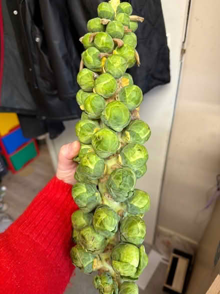 Photo of free Brussels (Chessington KT9) #1