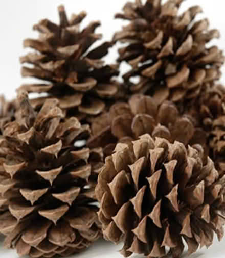 Photo of Pine cones, any size (Earwig Corner BN7) #1