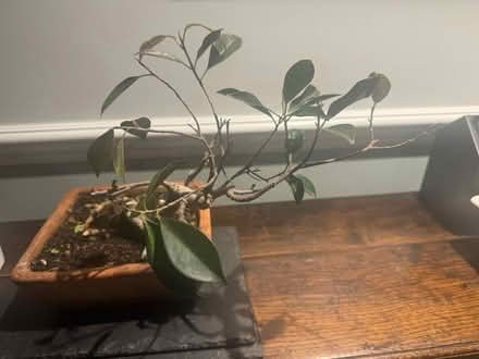 Photo of free Bonsai plant (SE11) #2