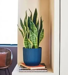 Photo of Indoor plants - medium to large (Cowley OX4) #1