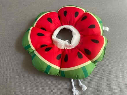 Photo of free Pet collar (Ealing W13) #1