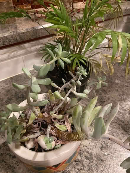 Photo of free Various house plants (Gresham Station area) #3
