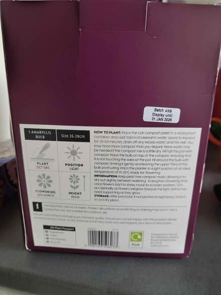 Photo of free Waitrose Amaryllis Plant (Tooting, SW17) #2