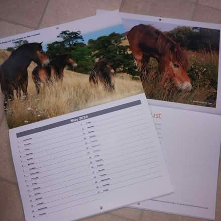 Photo of free Exmoor Pony photos (Tonwell SG12) #1