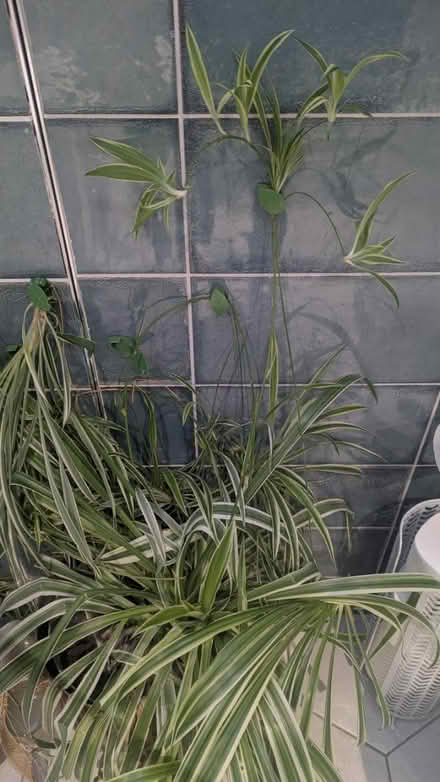 Photo of free Spider Plants (RG24 Old Basing) #1