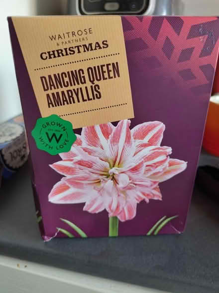 Photo of free Waitrose Amaryllis Plant (Tooting, SW17) #1