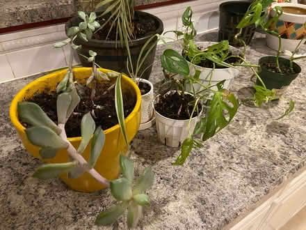 Photo of free Various house plants (Gresham Station area) #4