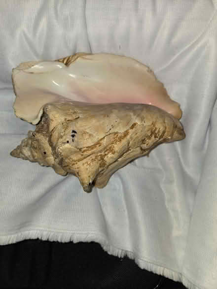 Photo of free Large Conch Shell (Laurel) #1