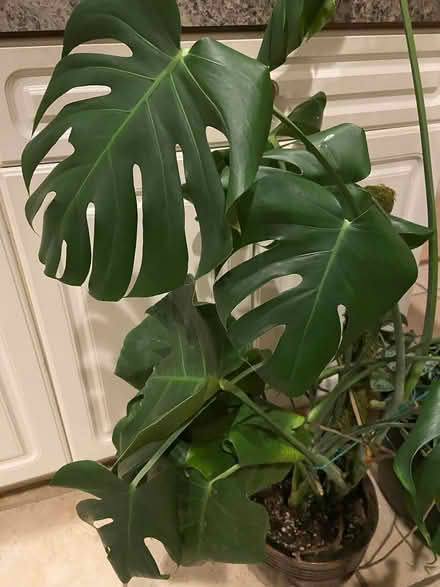 Photo of free Various house plants (Gresham Station area) #1