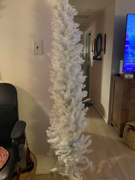 Photo of free Slim tree (Glenolden 19036) #1