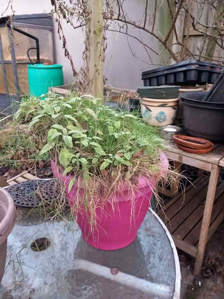 Photo of free Variegated sage plant (Bare LA4) #1