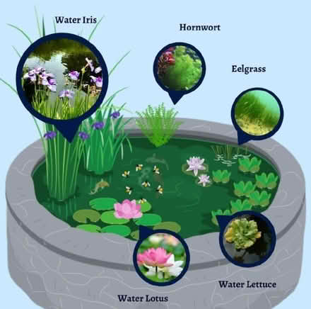 Photo of Koi pond plants (Winnersh RG41) #1
