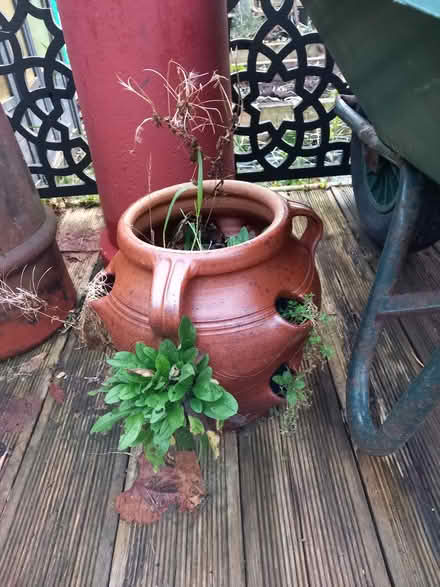 Photo of free strawberry planter (Bare LA4) #1