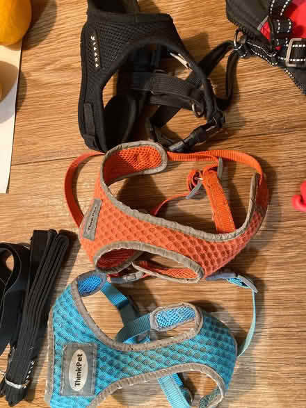 Photo of free Puppy dog things (Blackford EH9) #3