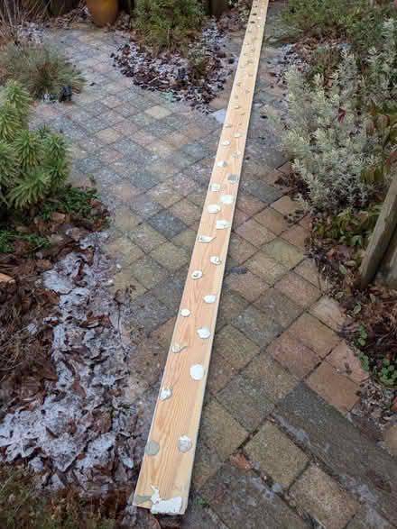 Photo of free Wood approx 60 feet various lengths (Kingswood) #1