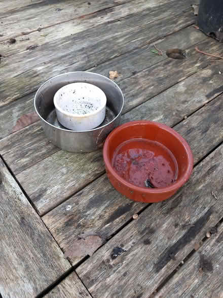 Photo of free small animal bowls (Bare LA4) #1