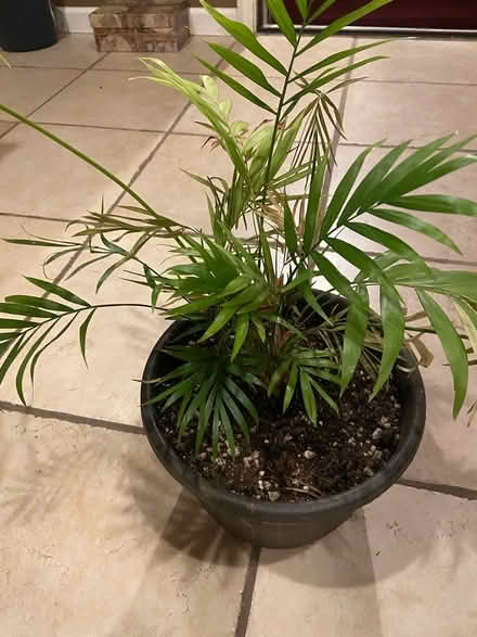 Photo of free Various house plants (Gresham Station area) #2