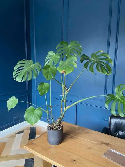 Photo of free Two free indoor Planks (Dyke Road area BN3) #2