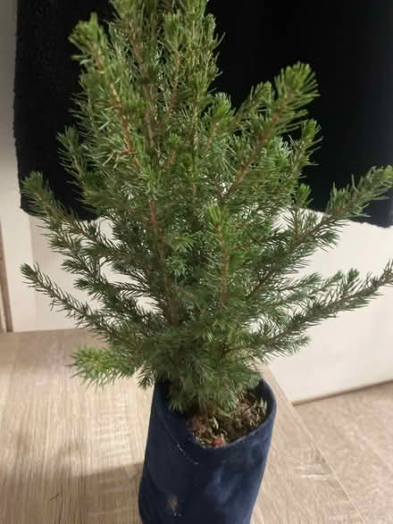 Photo of free Mini Christmas tree (Preston Park) #1