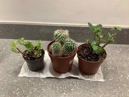 Photo of free Plants (Northaw EN6) #1