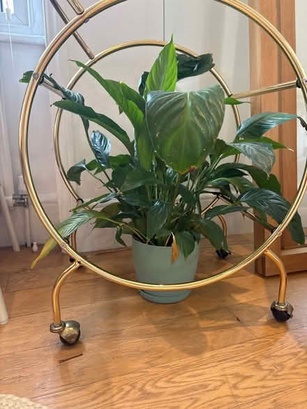 Photo of free Plant (W11) #1