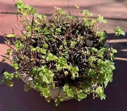Photo of free Spearmint Plant (Cupertino - DeAnza and 280) #1