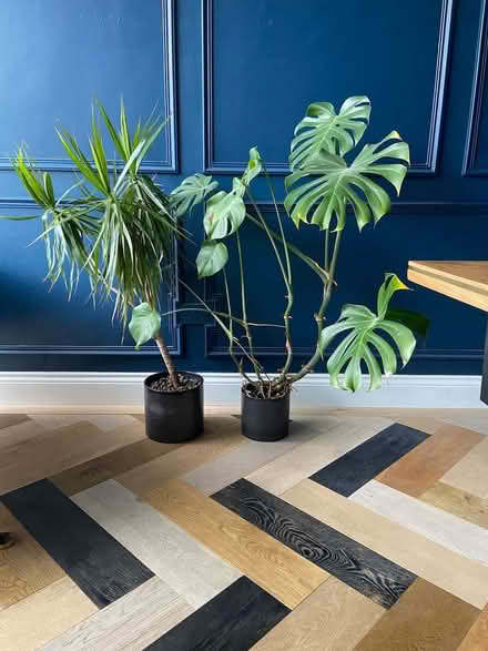 Photo of free Two free indoor Planks (Dyke Road area BN3) #3