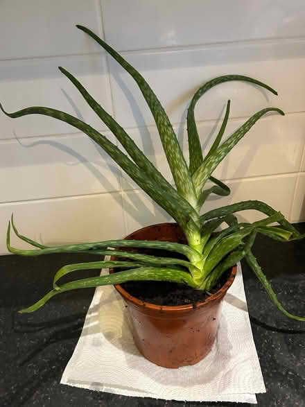 Photo of free Aloe Vera plant (Clewer Green SL4) #1