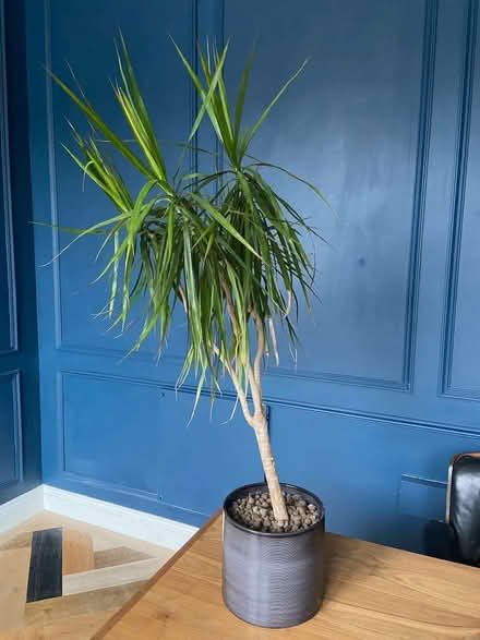 Photo of free Two free indoor Planks (Dyke Road area BN3) #1