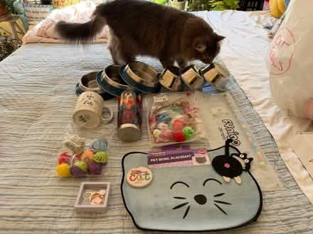 Photo of free cat stuff (Davis Sq) #1