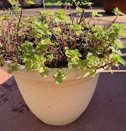 Photo of free Spearmint Plant (Cupertino - DeAnza and 280) #2