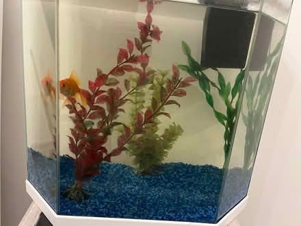 Photo of free Goldfish with tank (Shoreditch EC2A) #1