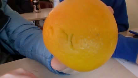 Photo of free orange (39 brown street kennebunk) #1